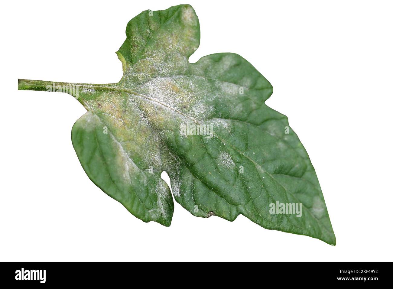 Fungal plant disease Powdery Mildew on a tomato leaf. White plaque on the leaf. Infected plant displays white powdery spots on the leaf. Close up. Stock Photo