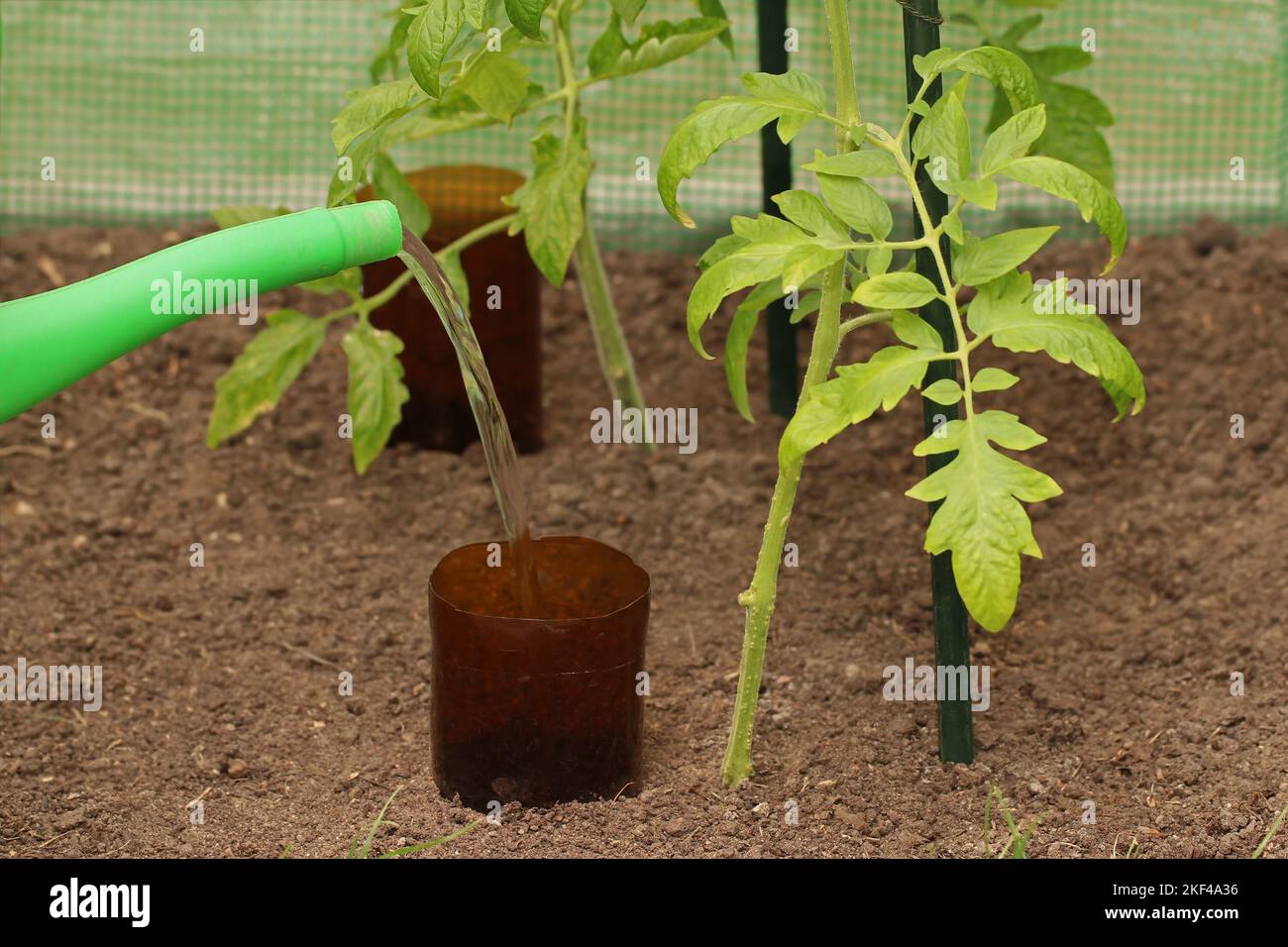 Watering tomato plant in the greenhouse with bottle irrigation. Water is poured from a watering can into a cut plastic bottle. Homemade root watering Stock Photo