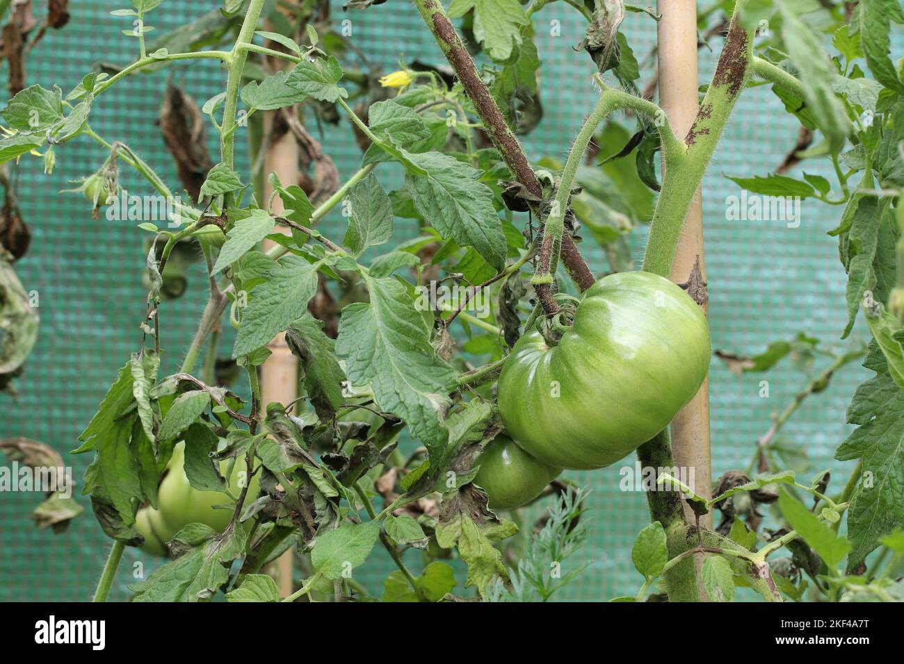 The tomato plant is infected with late blight caused by fungus-like microorganism Phytophthora infestans. Stems and leaves have dark brown spots. Stock Photo