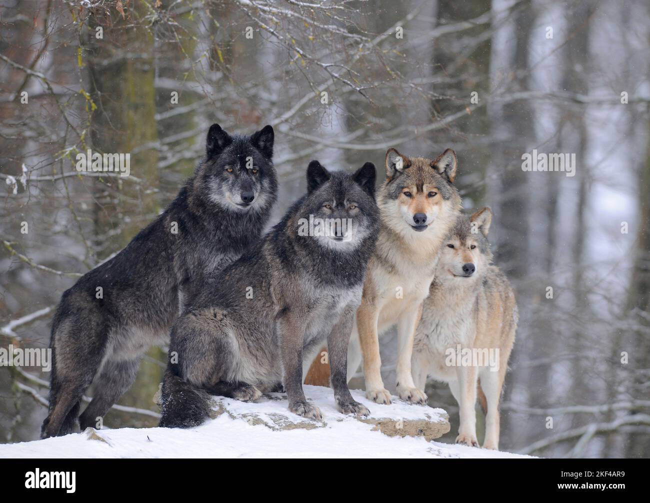 Ein Rudel W lfe Canis Lupus Occidentales Im Winter Bayern 