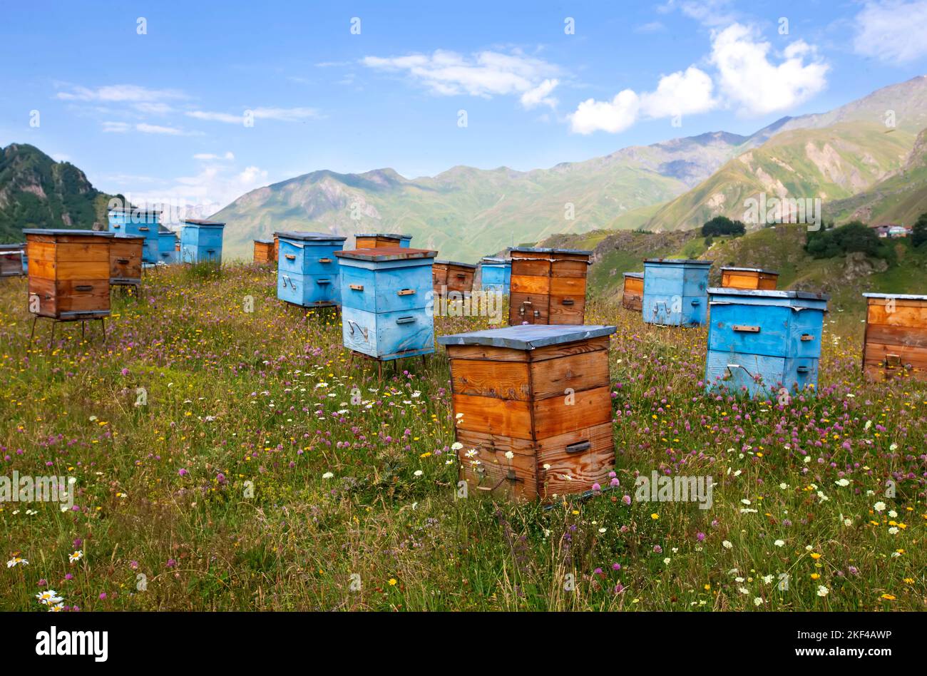 Wooden beehives against the backdrop of mountains. Beehives in a colorful flower meadow in the mountains of Georgia.Beekeeping in mountainous areas. Stock Photo