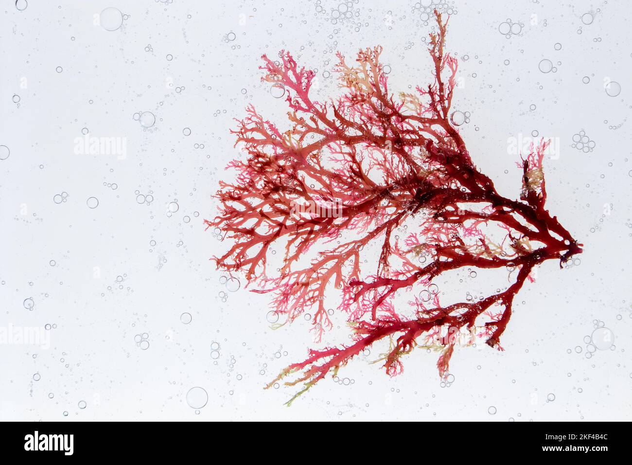 Red algae branch and air bubbles in the water. Skin care investigation concept. Spa wrapping ingredient. Stock Photo