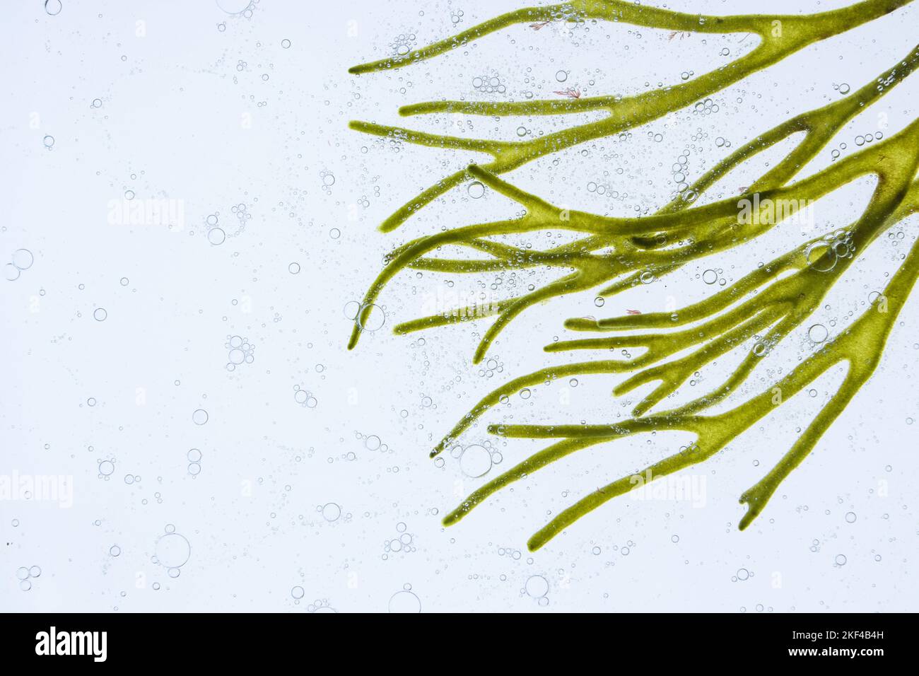 Codium tomentosum or velvet horn or spongeweed green alga branch and air bubbles in the water. Stock Photo