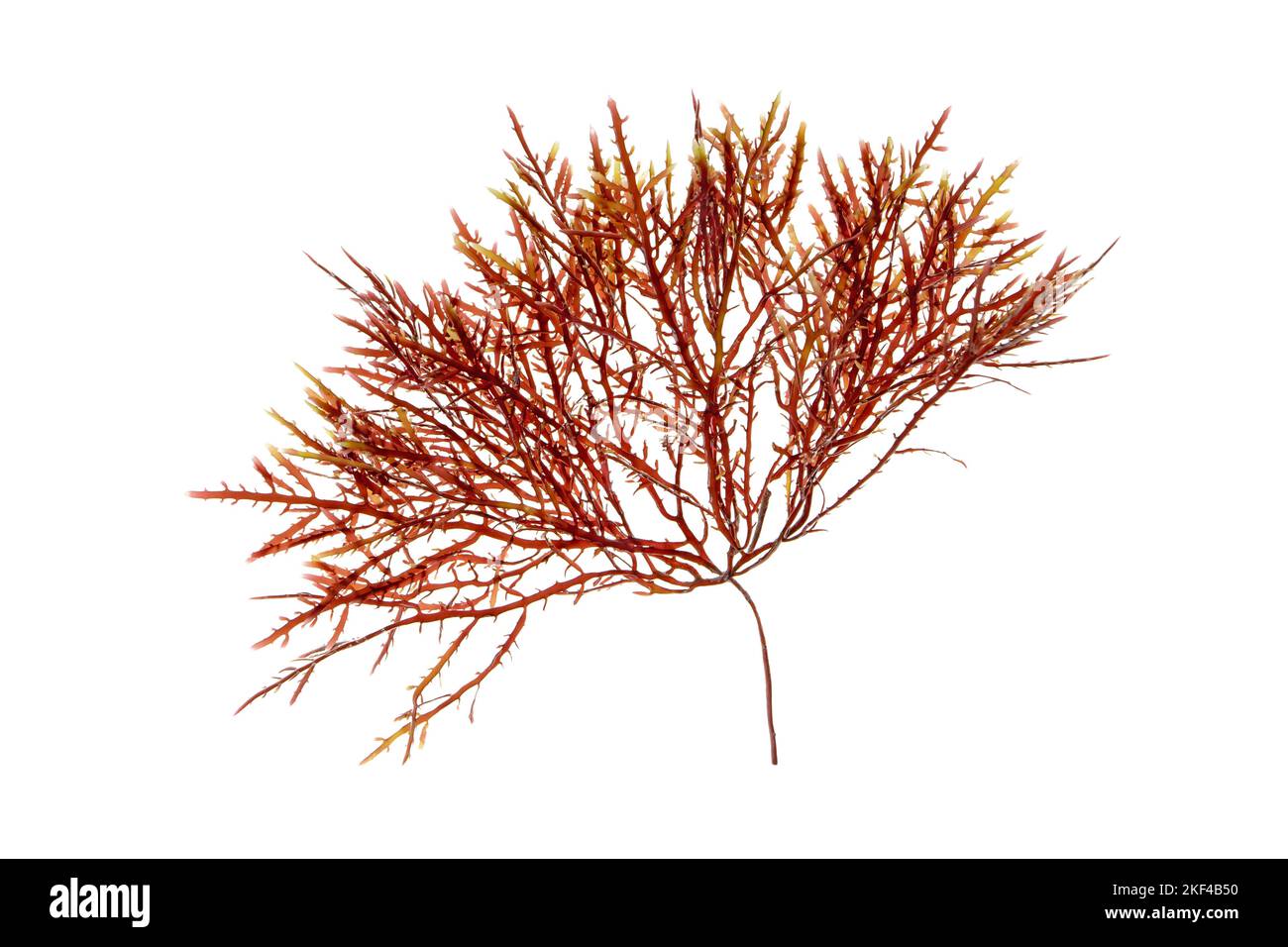 Red algae or Rhodophyta branch isolated on white. Stock Photo