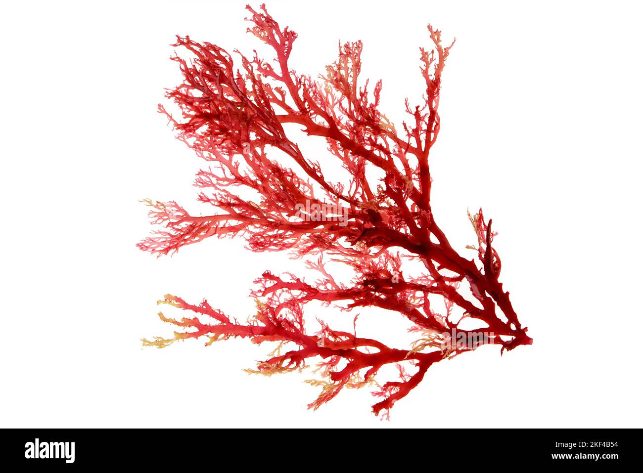 Red algae or seaweed branch isolated on white Stock Photo