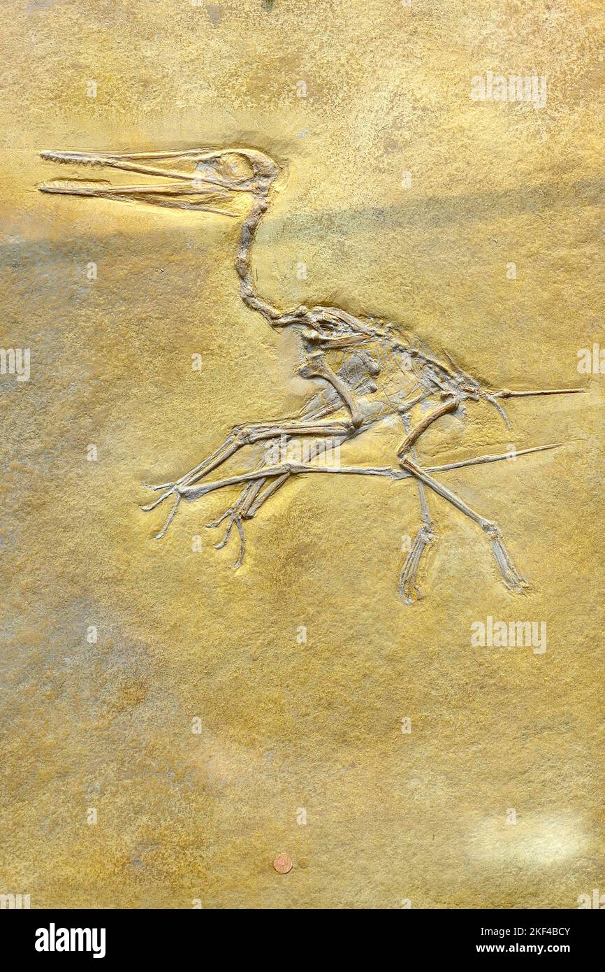 Versteinerung eines kurzschwänziger Flugsaurier (Pterodactylus kochi), Museum für Naturkunde, Naturkundemuseum Berlin, Property Release vorhanden, Stock Photo