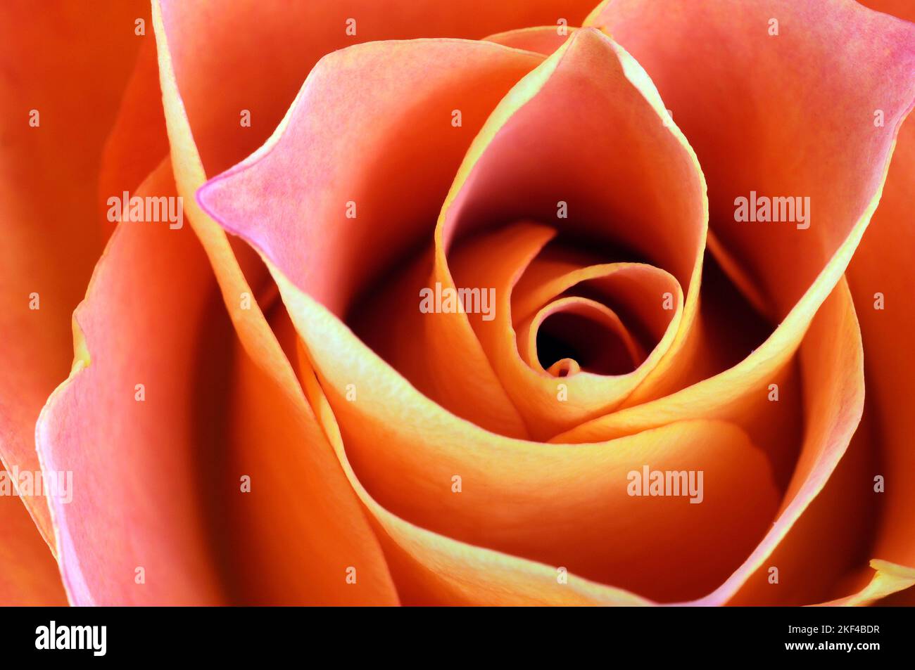 Rote Rose, Nahaufnahme, Lachsfarben, Stock Photo