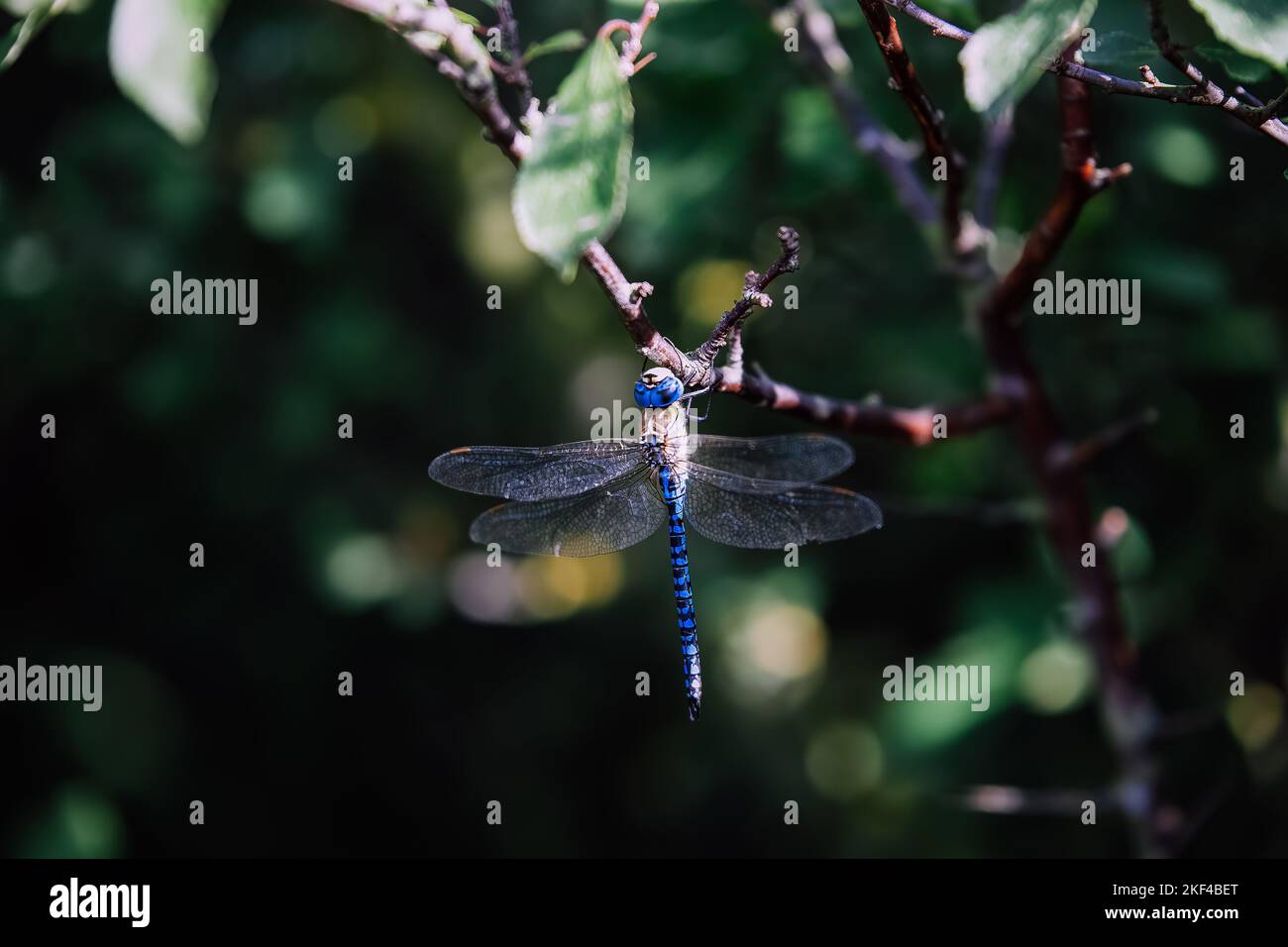 Vibrant Blue Dragonfly Perched on Branch Stock Photo