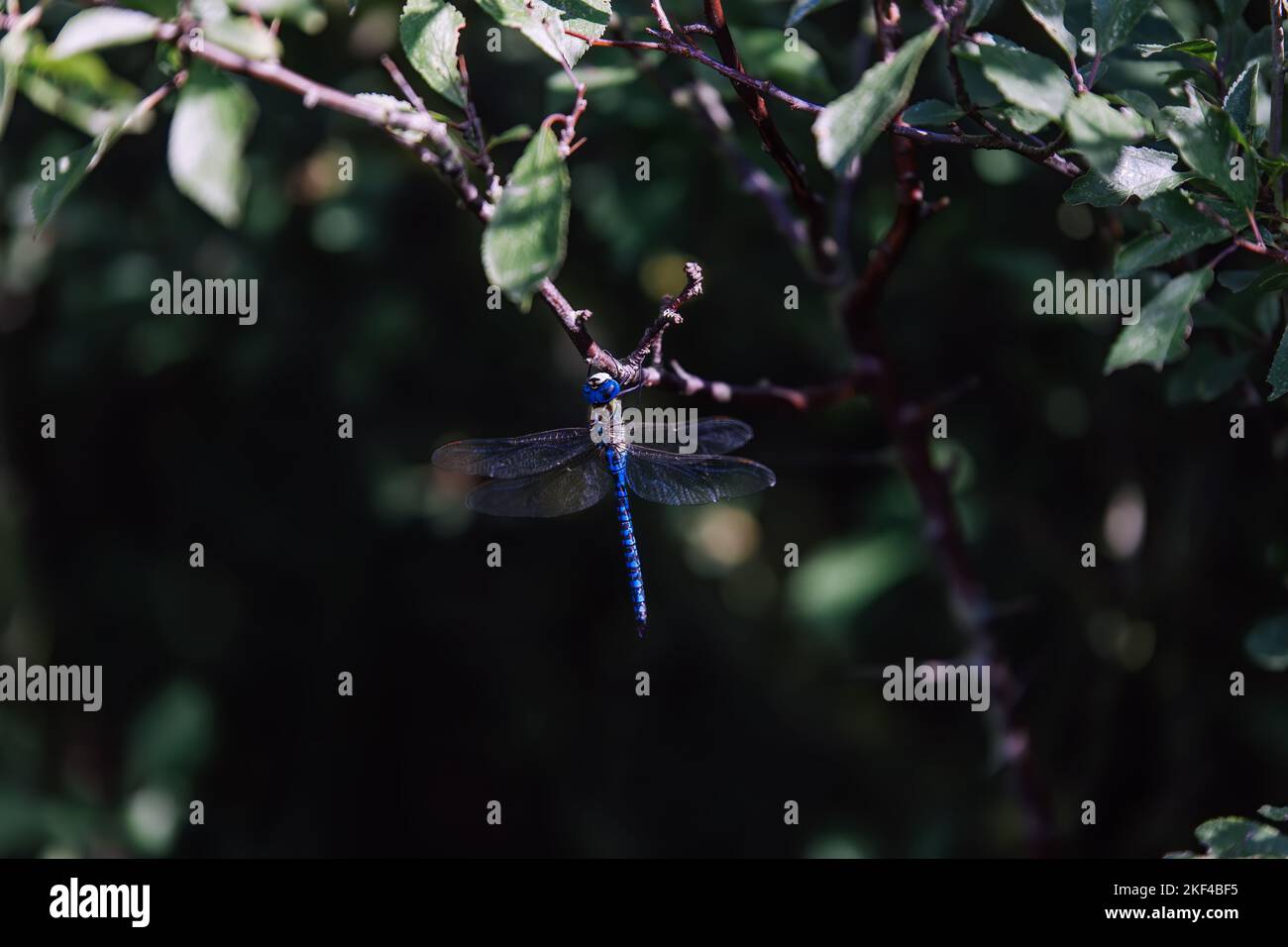 Vibrant Blue Dragonfly Perched on Branch Stock Photo