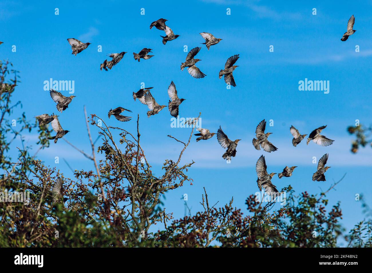 Flock of Birds Flying out of the Shrubs Stock Photo