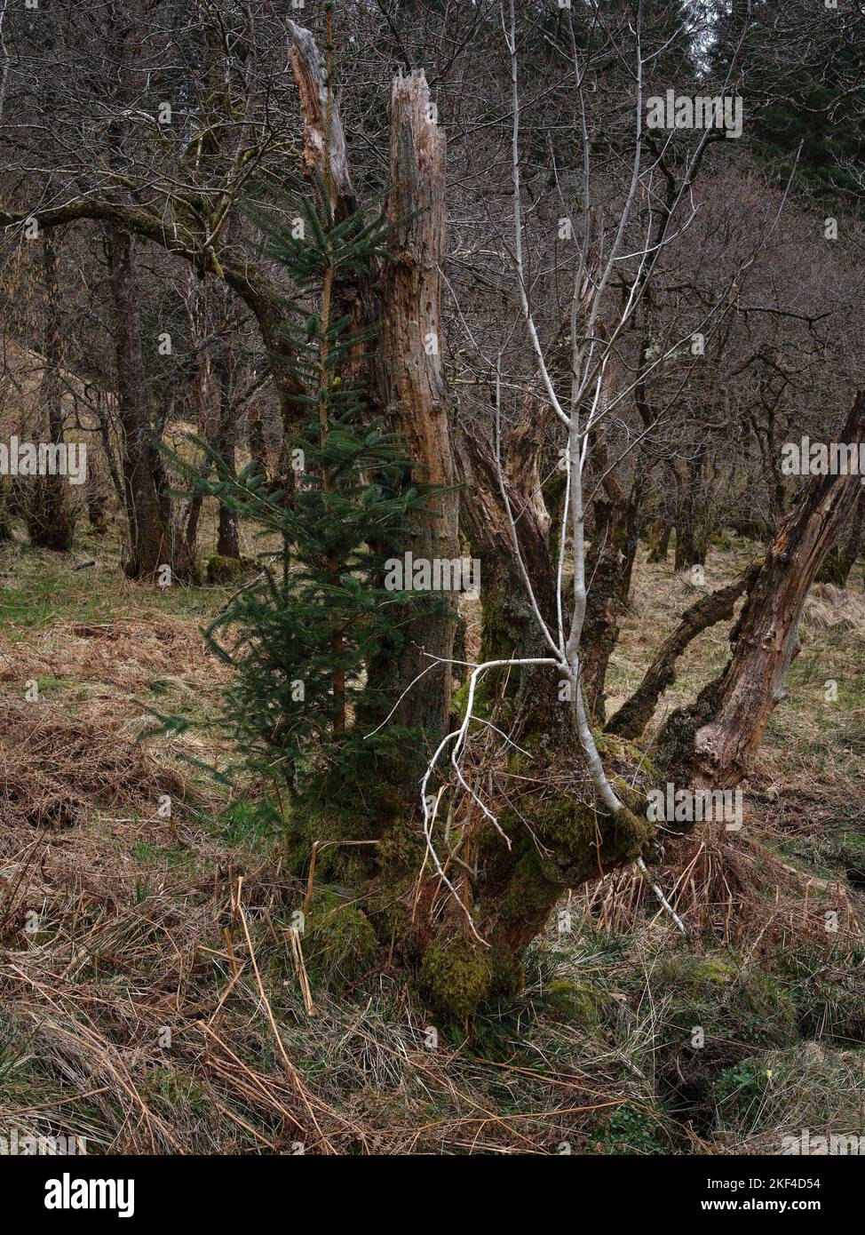 New fir tree growing out from an apparently dead old tree trunk in Strachur Forest by Balliemeanoch. Strachur. Argyll and Bute. Scotland Stock Photo