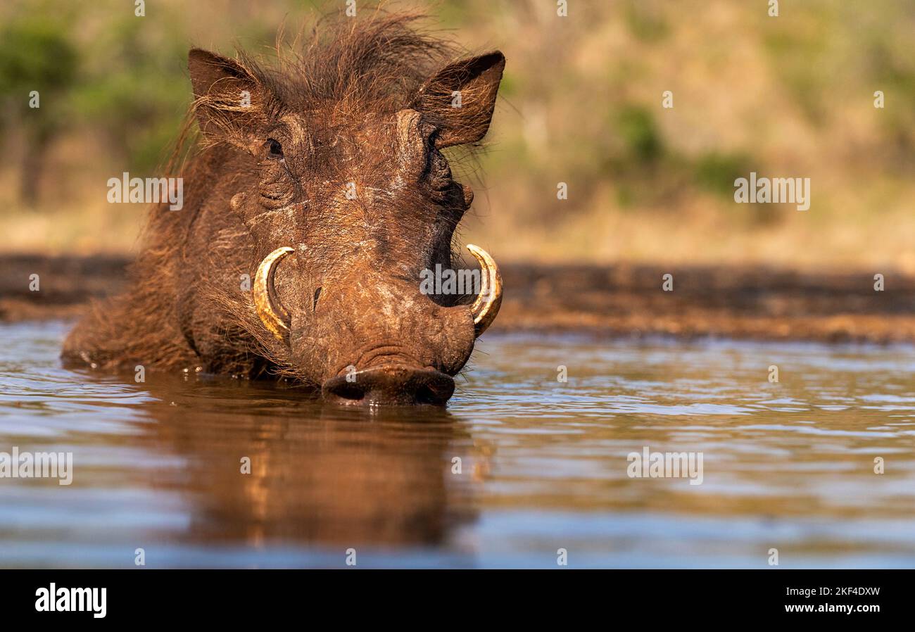 Afrikanisches Warzenschwein, Wildschwein, ((Phacochoerus africanus ...
