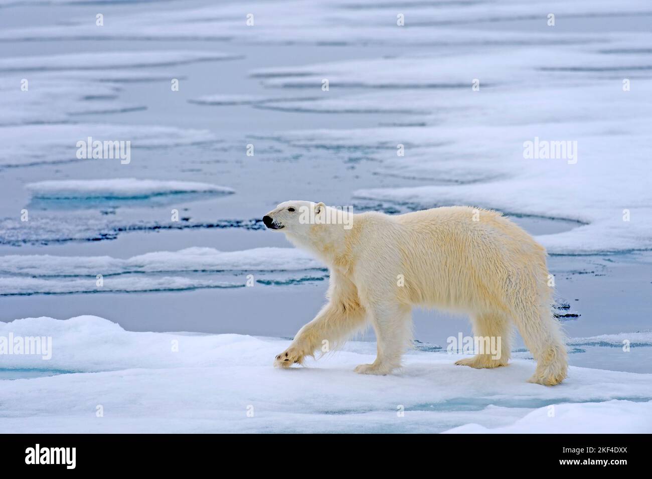 Polarbär, (Ursus maritimus), Eisbär, Packeis, Nahrungssuche, Spitzbergen, Insel, Inselgruppe, Arktis, Stock Photo