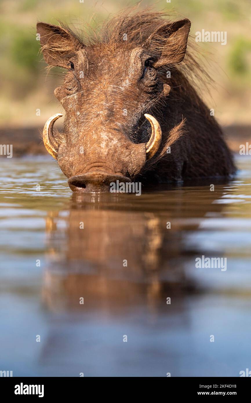 Warzenschwein eber hi-res stock photography and images - Alamy