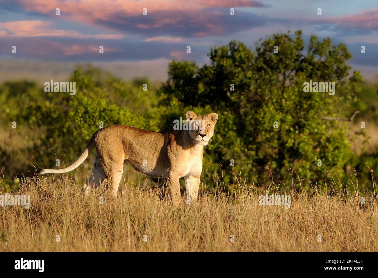 Massai mara wildschutzreservat hi-res stock photography and images - Alamy