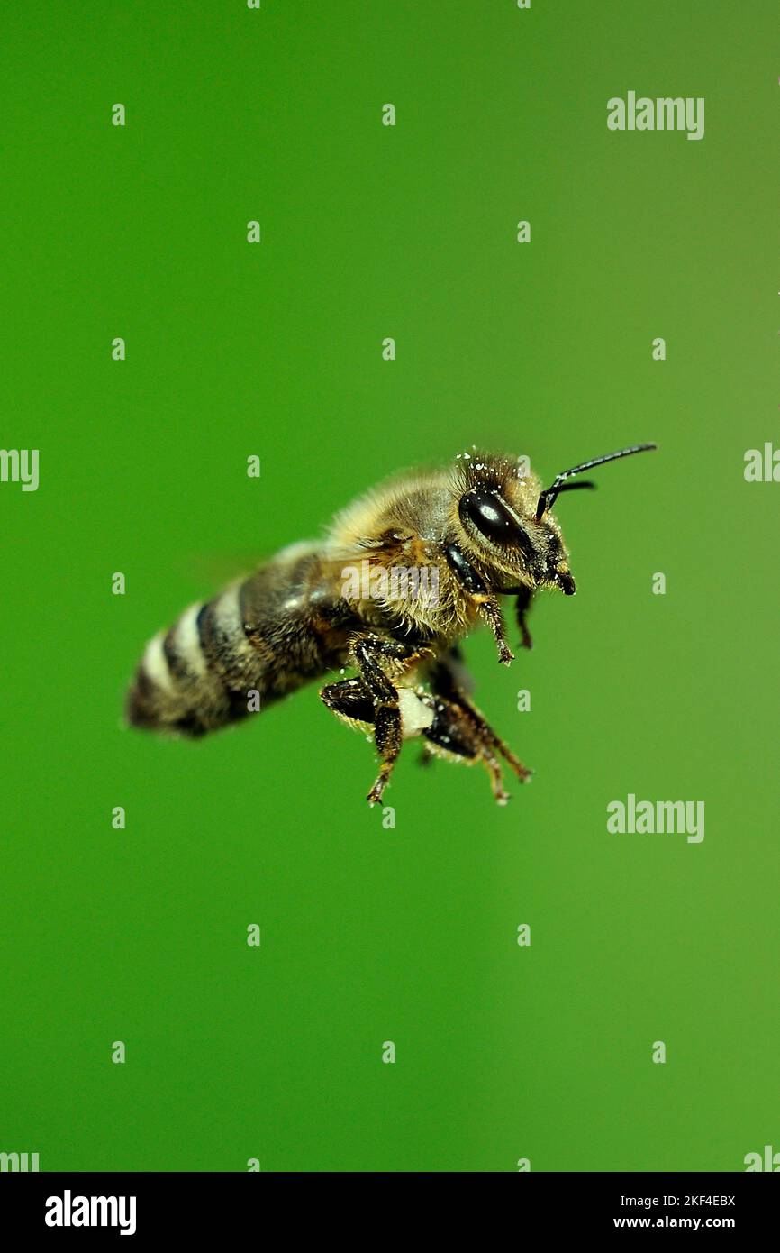 Fliegende Honigbiene, (Apis mellifera), Biene, Insekt, Flugaufnahme, seitlich, Freisteller, Stock Photo