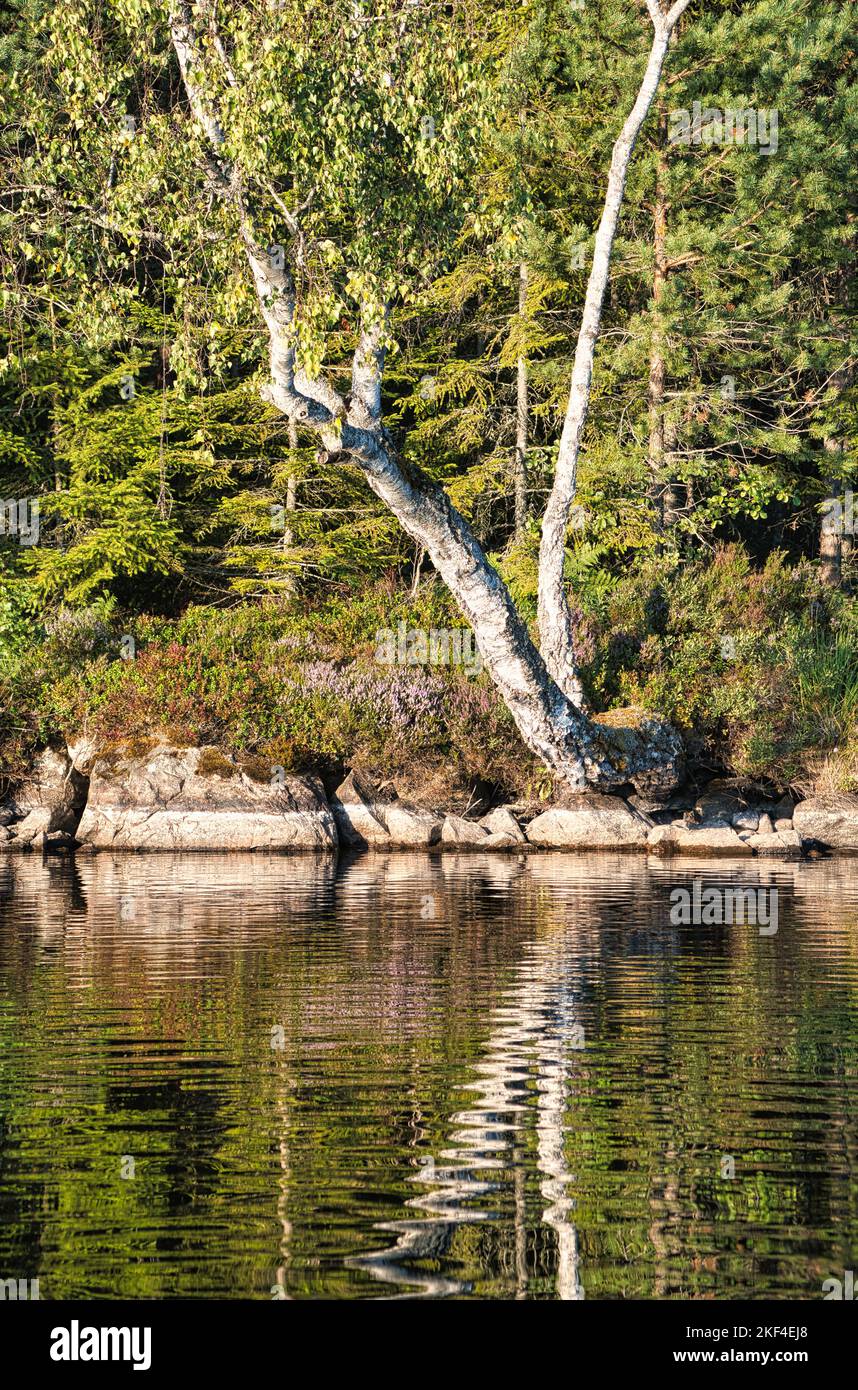 On the shore of a lake with rocks, trees and reflection in the water in Sweden, Smalland. Wild nature in Scandinavia. Landscape photo from the north Stock Photo