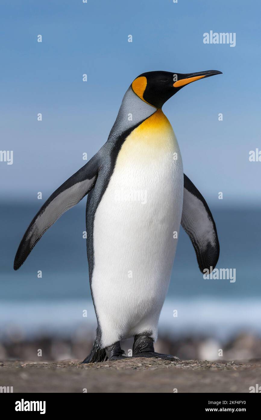 Königspinguin (Aptenodytes patagonicus patagonicus) Saunders Island, Falkland Inseln, Südamerika, Antarktis, Malwinen, Südatlantik, südlicher Atlantik Stock Photo