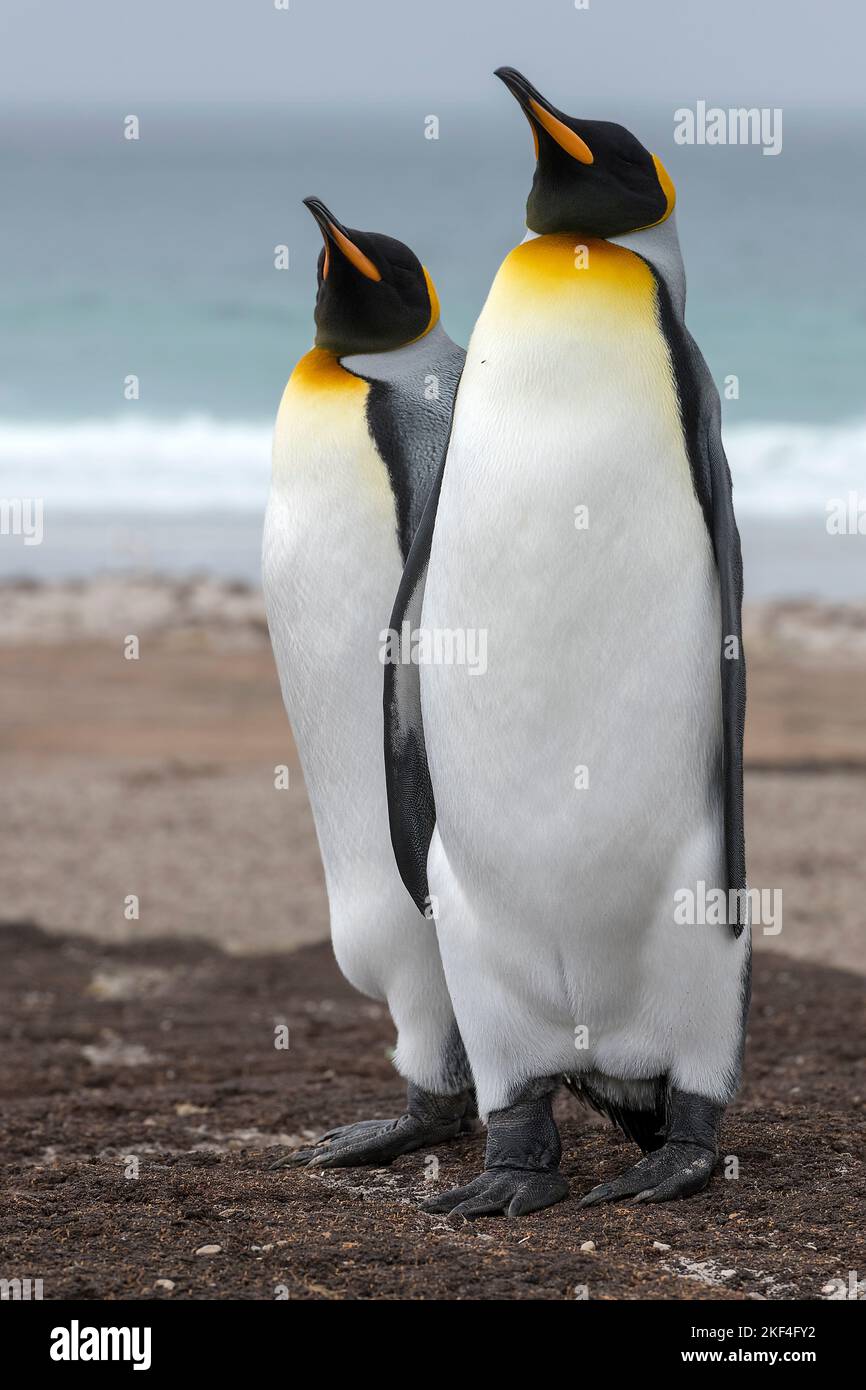 Königspinguin (Aptenodytes patagonicus patagonicus) Saunders Island, Falkland Inseln, Südamerika, Antarktis, Malwinen, Südatlantik, südlicher Atlantik Stock Photo