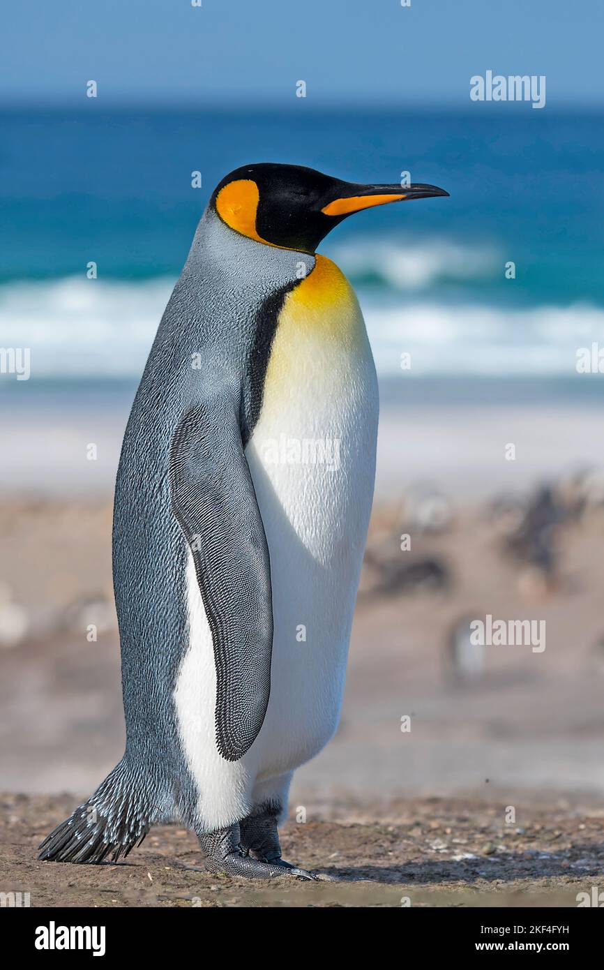 Königspinguin (Aptenodytes patagonicus patagonicus) Saunders Island, Falkland Inseln, Südamerika, Antarktis, Malwinen, Südatlantik, südlicher Atlantik Stock Photo