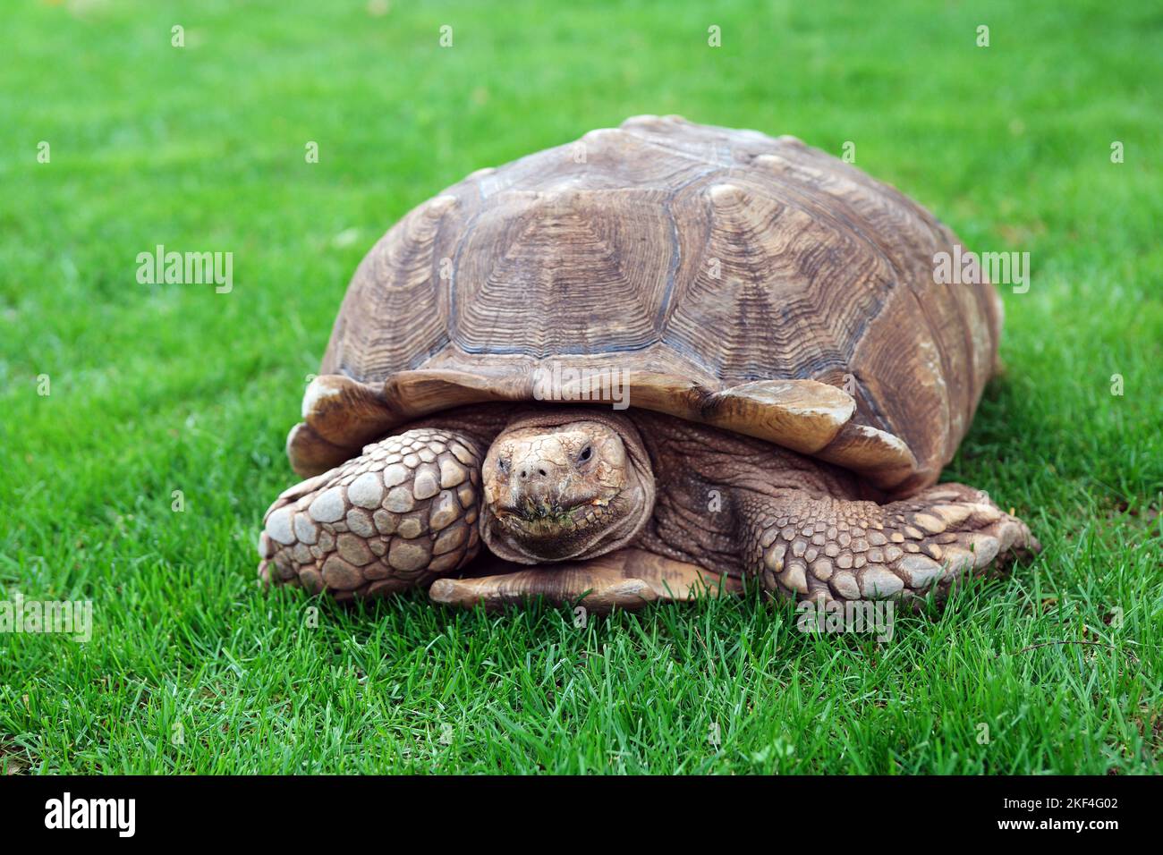 Schildkröte (Testudinata), Frontalaufnahme einer Landschildkröte auf einer Wiese, Reptilien, Galapagos, Chile, Stock Photo