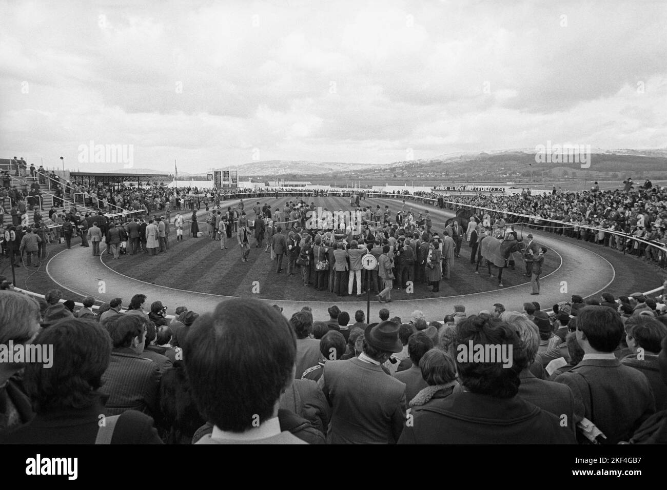 Crowds in the winners enclosure at Cheltenham Stock Photo Alamy