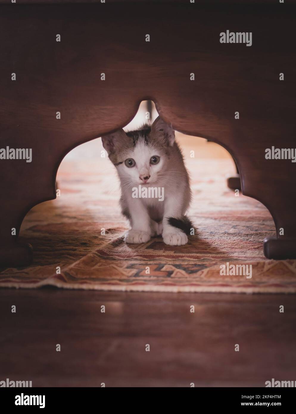 Kitten under table hires stock photography and images Alamy