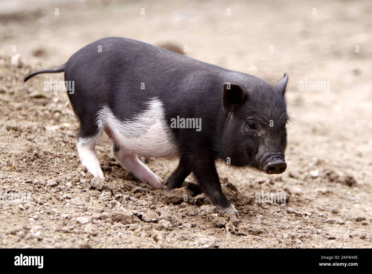 Mini schwein hi-res stock photography and images - Alamy