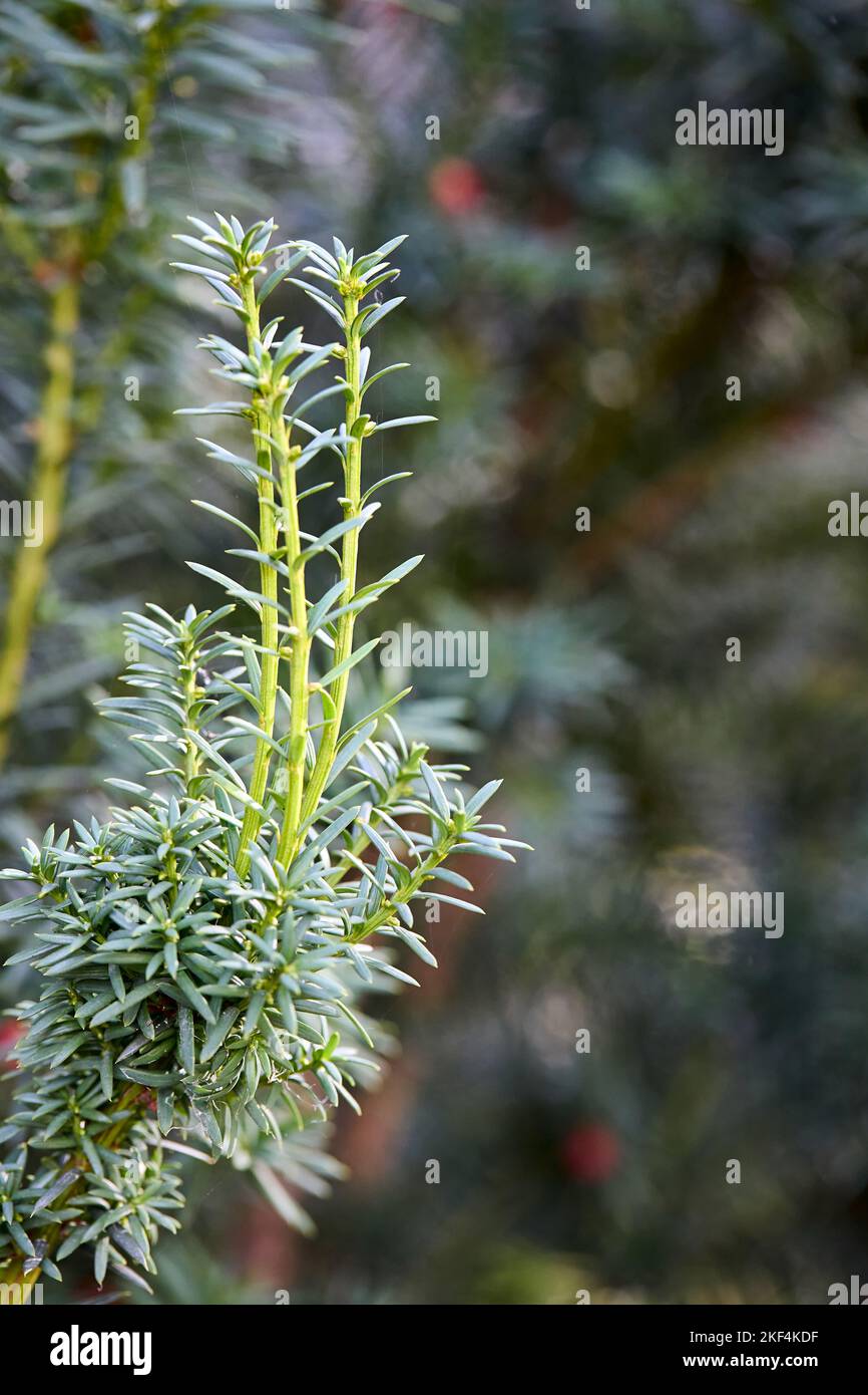 Prumnopitys andina League or Chilean plum yew evergreen coniferous tree. Poisonous plant with toxins alkaloids. Sprouts selective focus closeup with Stock Photo