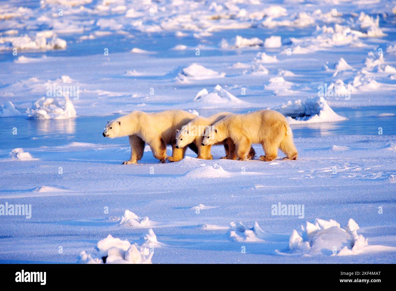 Eisbär, Polarbaer, Polarbär, (Thalassarctos maritimus), (Ursus maritimus), Saeugetiere, Säugetiere, Baeren, Bären, Bärenfamilie, drei, Stock Photo