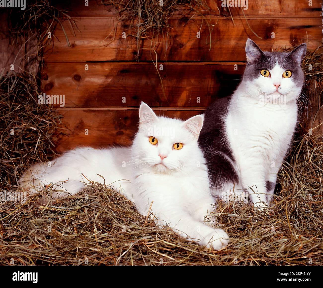 Zwei Hauskatzen liegen im Heu, Rassekatzen, weiss und schwarz-weiss, Stock Photo