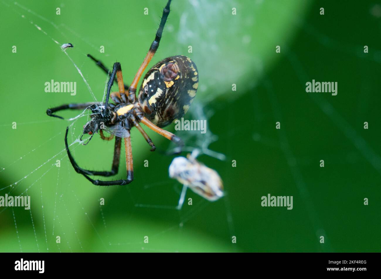 Garden spider catching prey in its web Stock Photo Alamy