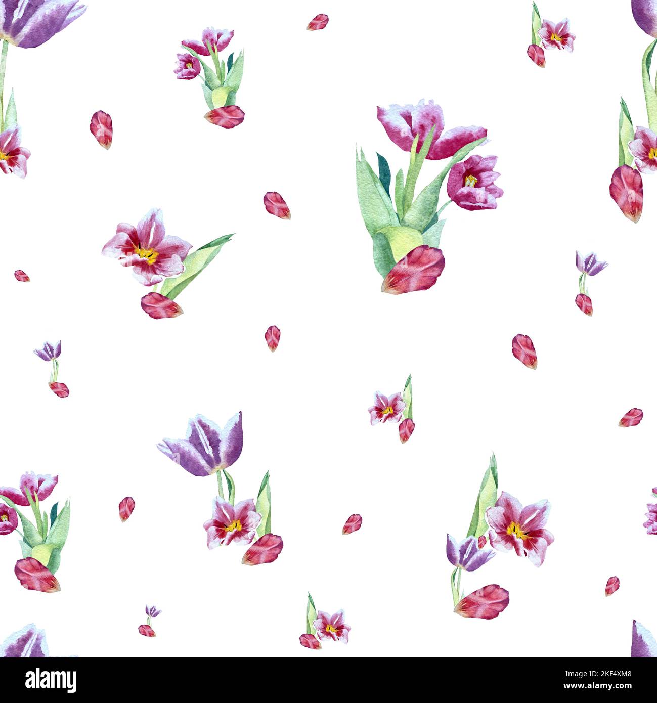 Tulip red violet pattern bouquet watercolor large Stock Photo - Alamy