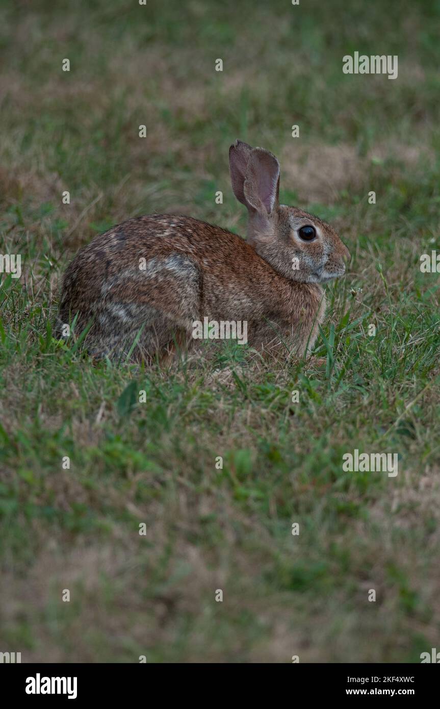 Rabbit sitting in profile at a local nature center Stock Photo