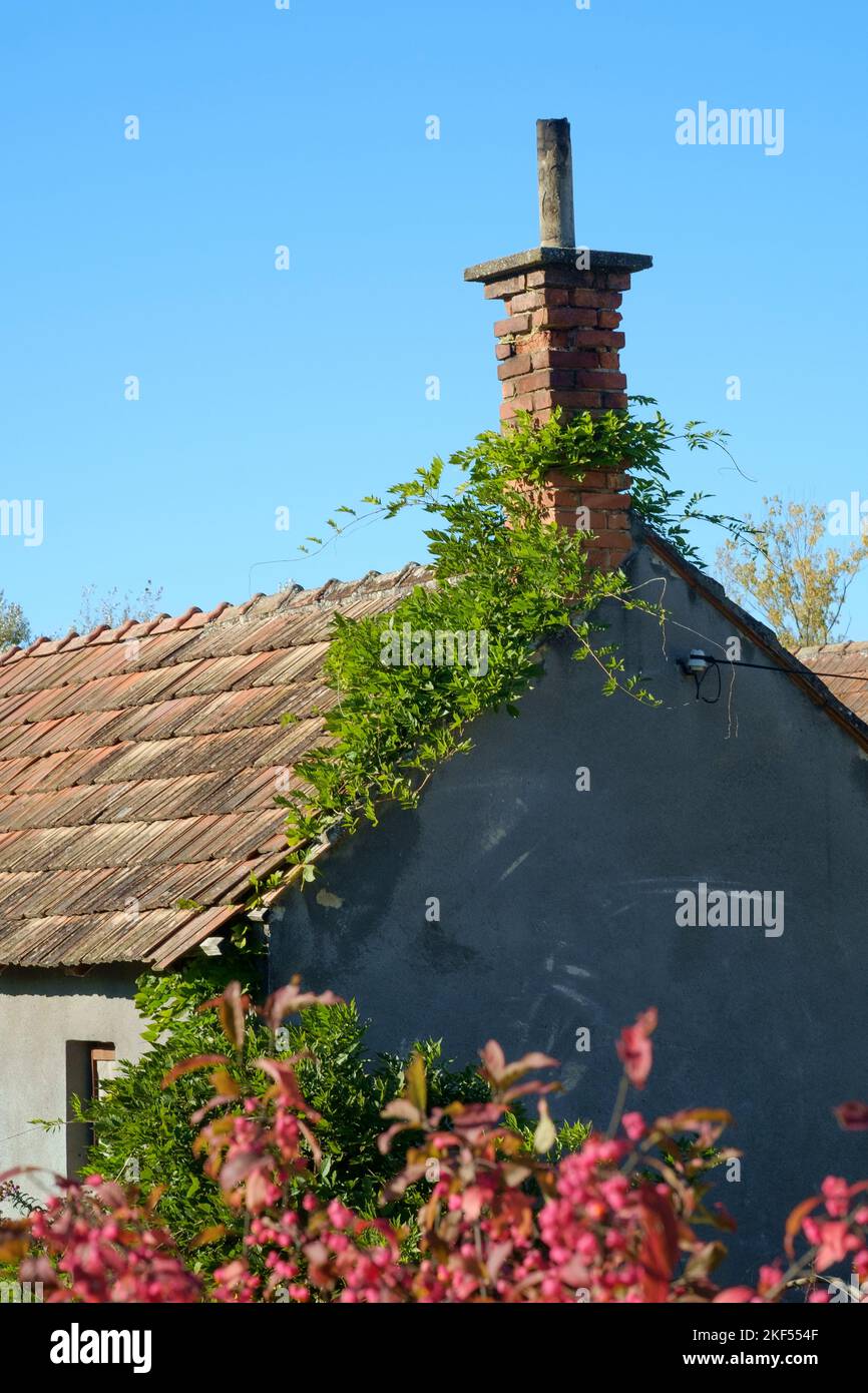 vines climbing gable end wall roof and chimney of summer kitchen outbuilding in rural village zala county hungary Stock Photo