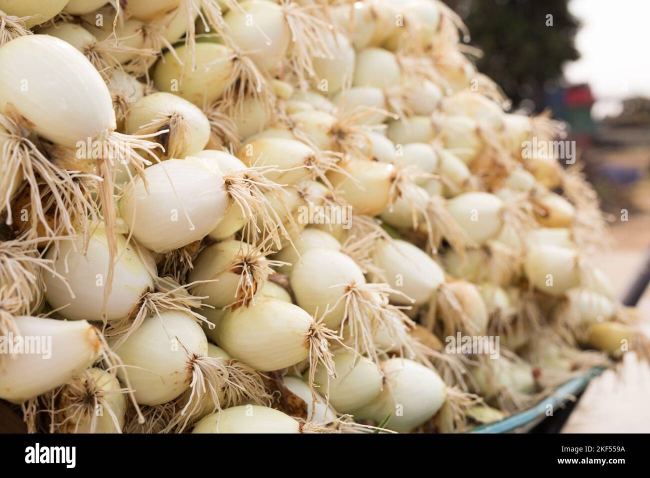 Heads of onions hi-res stock photography and images - Alamy
