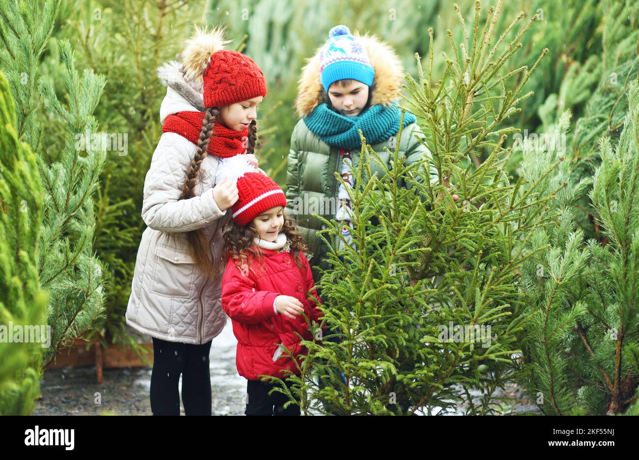 group of children - two girls and a boy choose a Christmas tree in a Christmas tree shop. Stock Photo