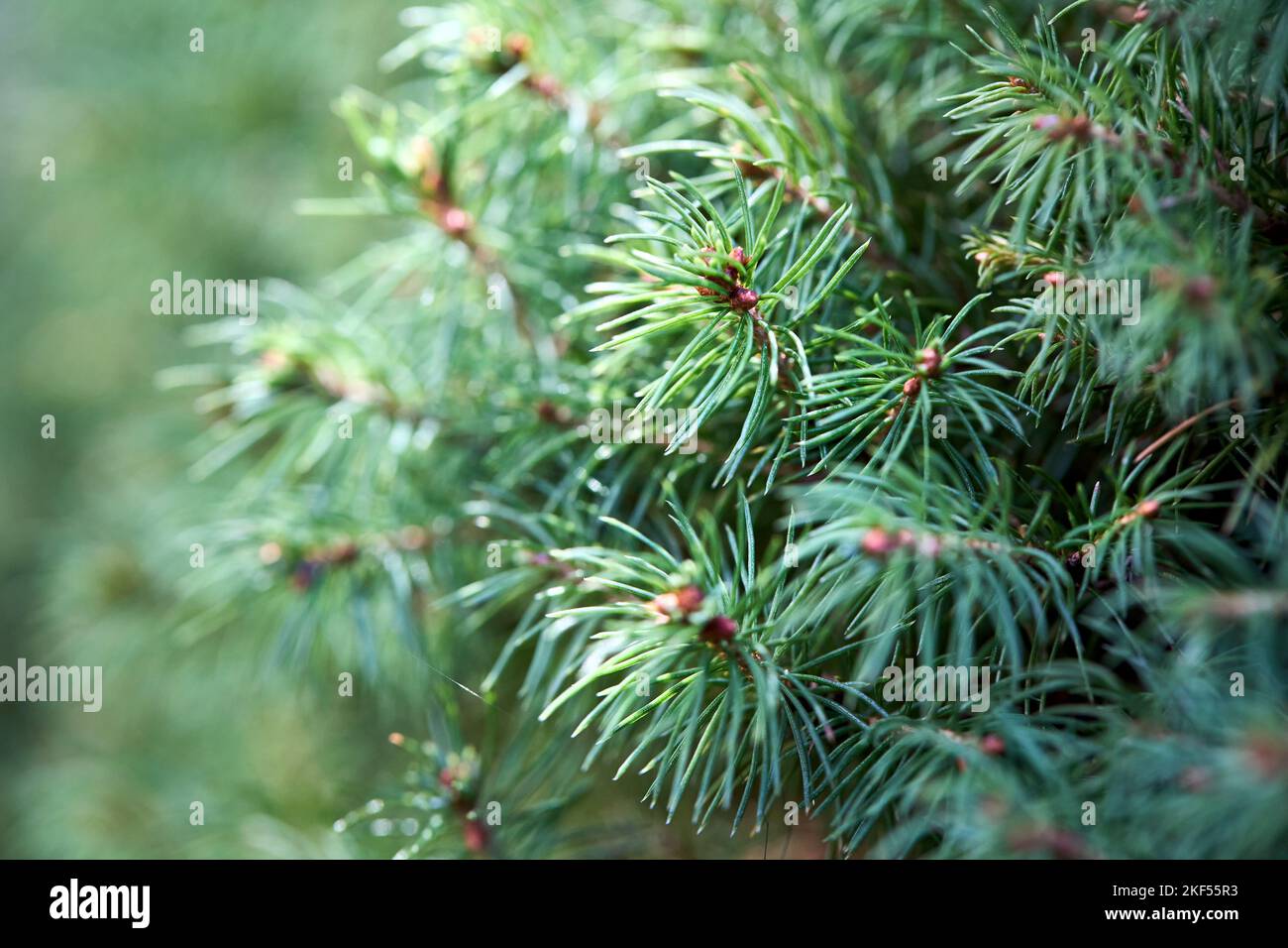 Sprouts shoots of Picea glauca, white spruce, Canadian , skunk cat Black Hills spruce western white Alberta white and Porsild spruce closeup with Stock Photo