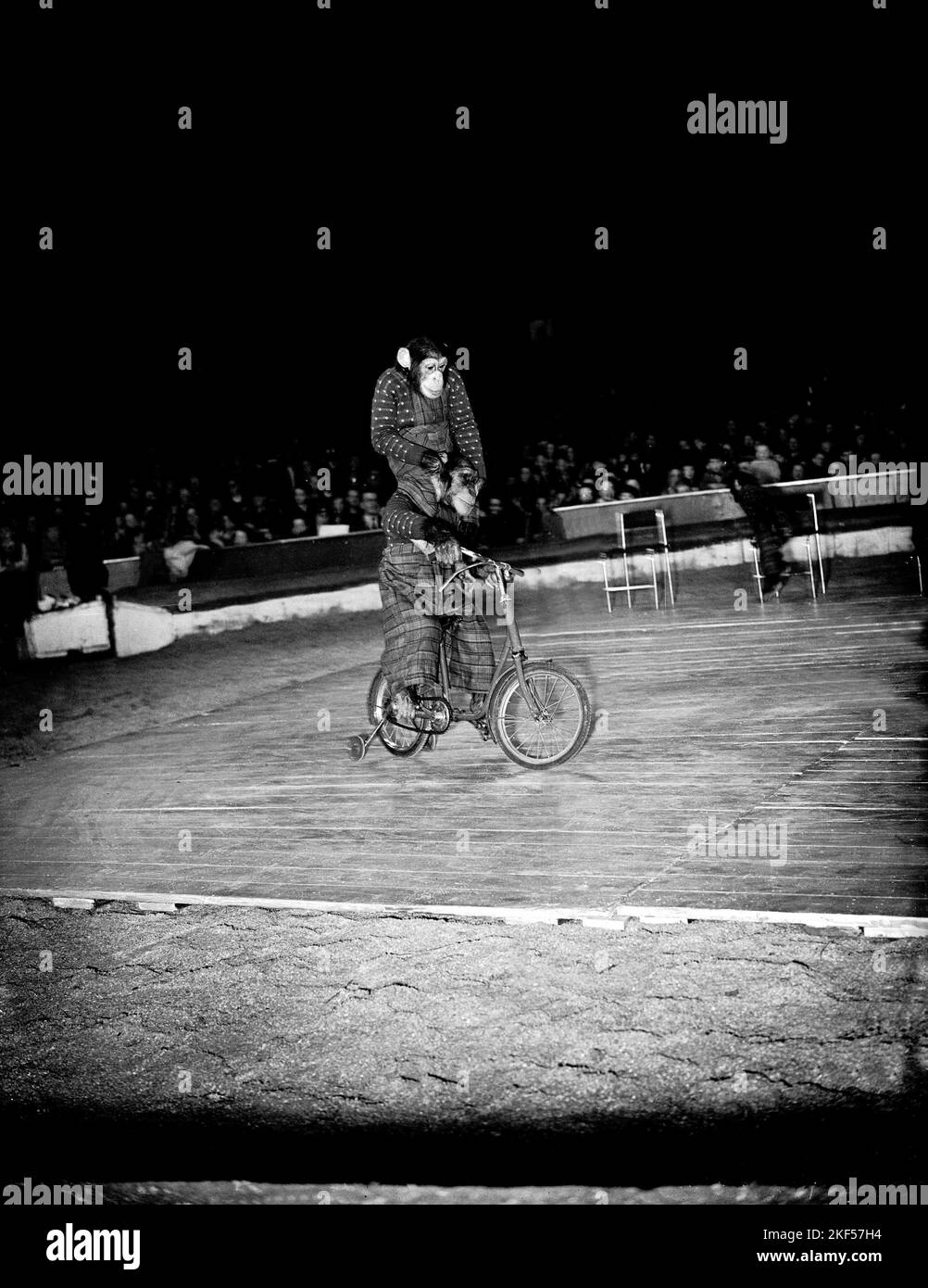 Sciplini's chimpanzees take a ride around the ring Stock Photo Alamy