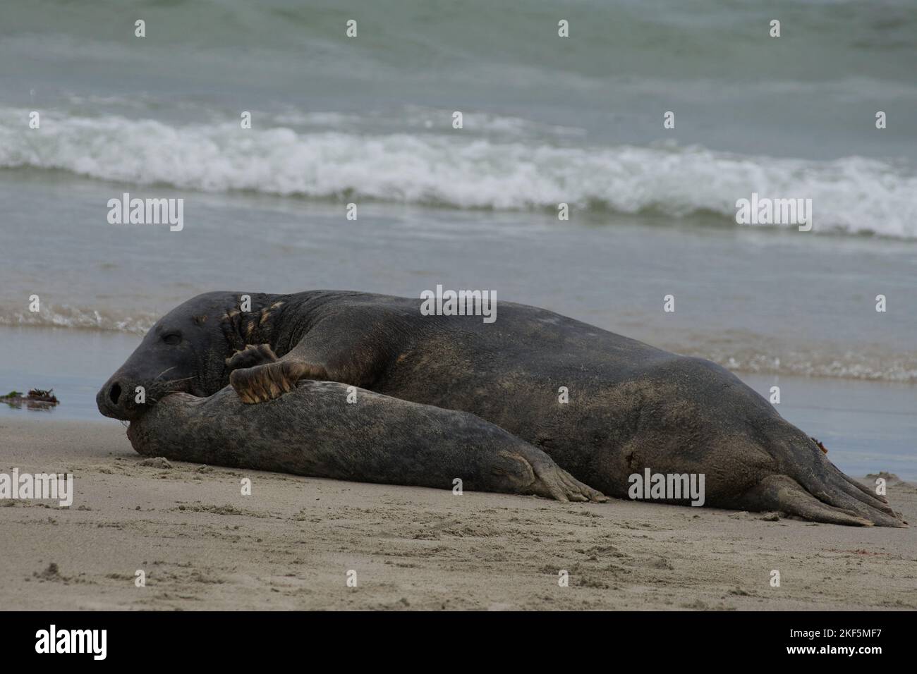 Halichoerus grypus, Kegelrobbe Bulle erbeutet Jungtier, grey seal bull catching a juvenil Stock Photo