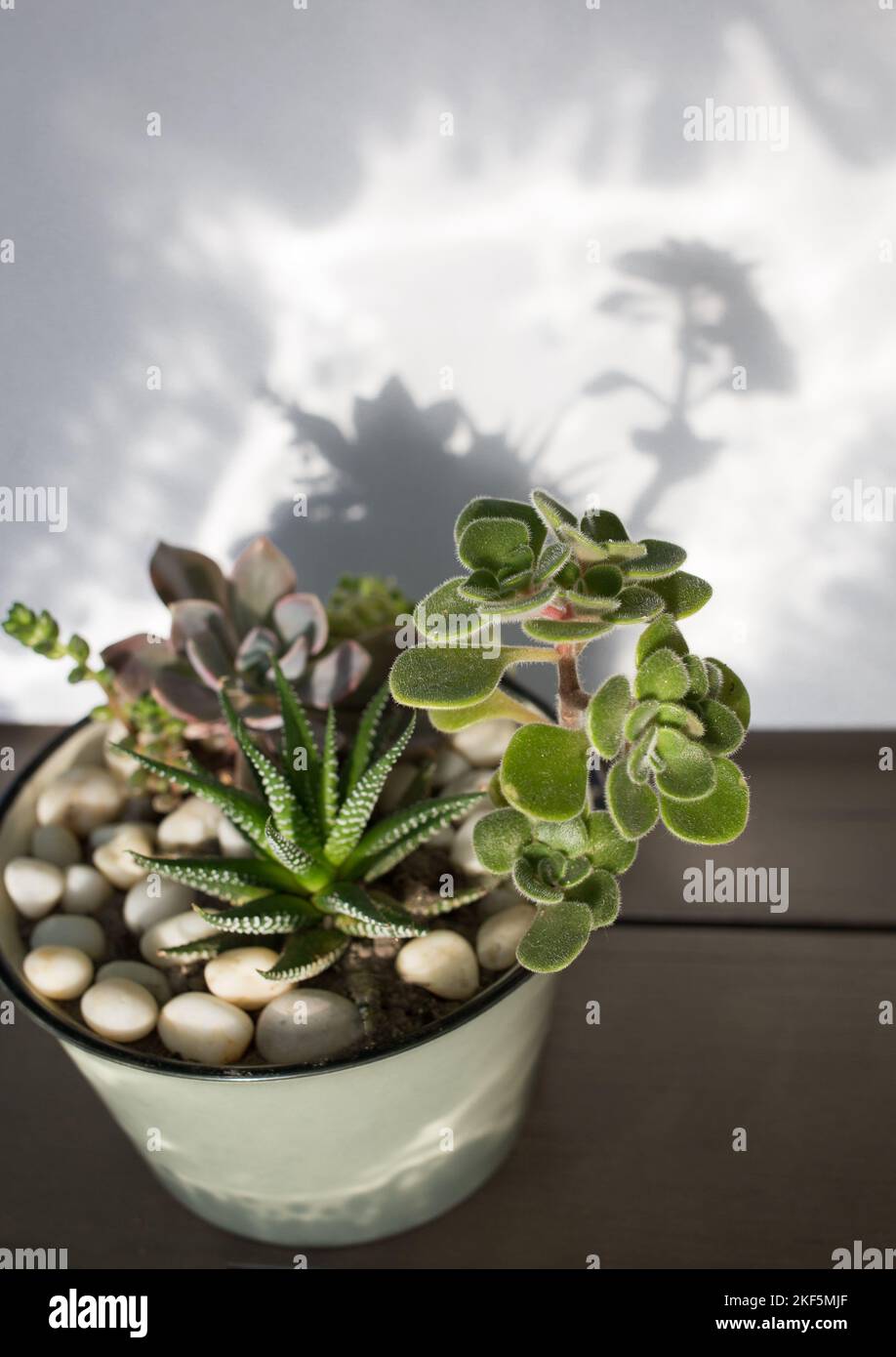 Various types of succulents in a composition in a ceramic pot. beautiful shadows from plants