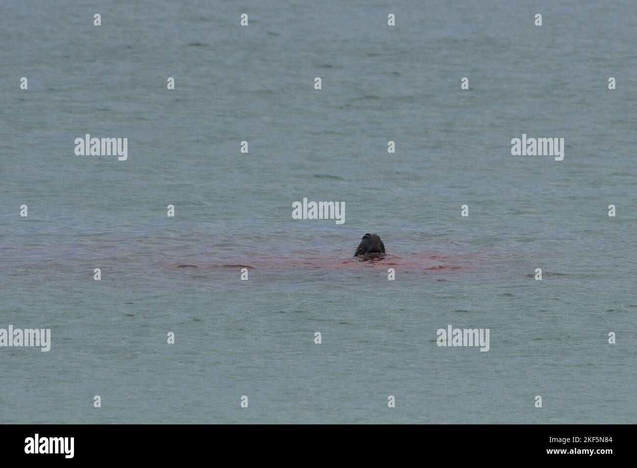 Halichoerus grypus, Kegelrobbe Bulle frißt erbeutetes Jungtier, grey seal bull feeding on a juvenil Stock Photo