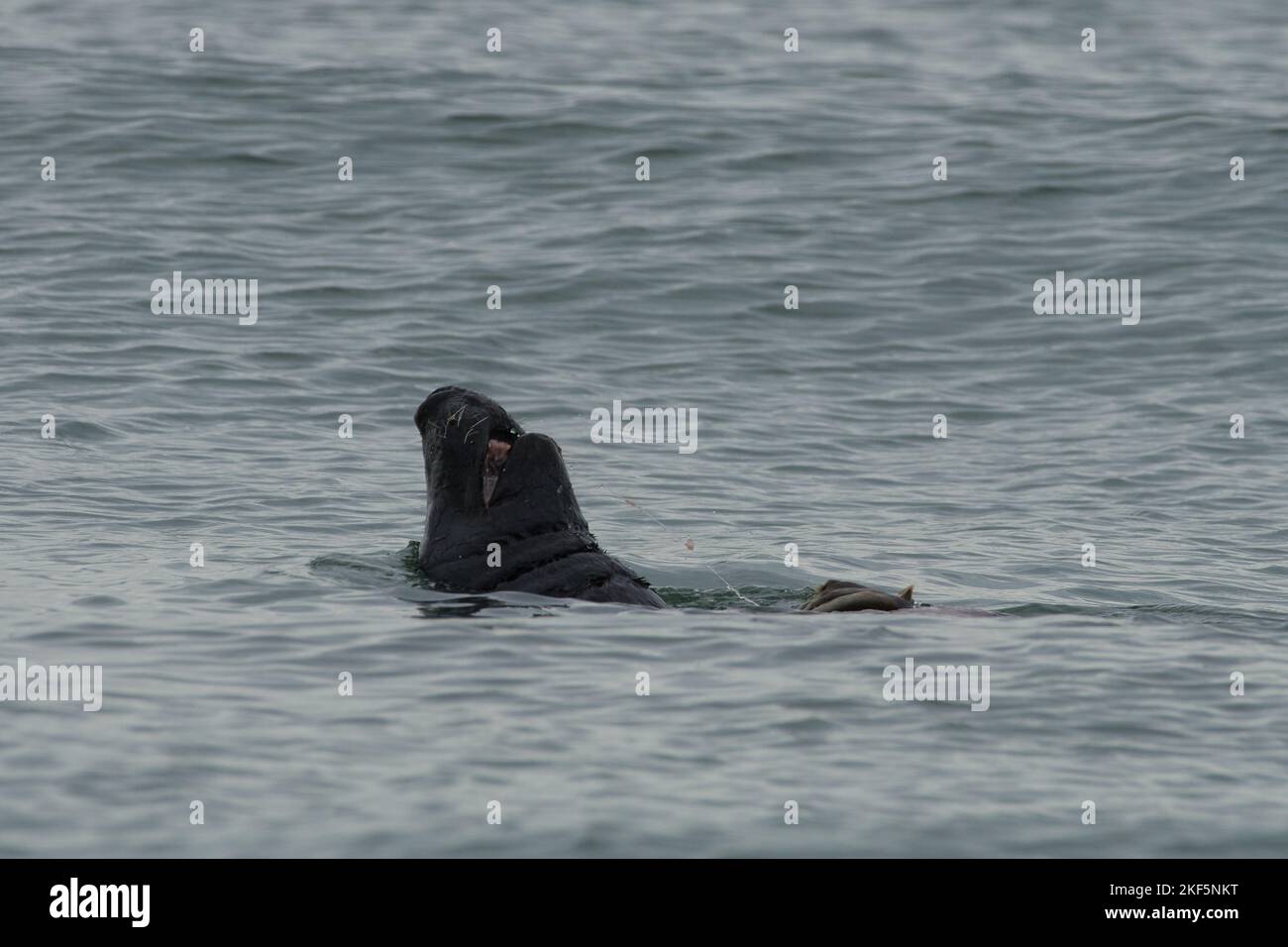 Halichoerus grypus, Kegelrobbe Bulle frißt erbeutetes Jungtier, grey seal bull feeding on a juvenil Stock Photo