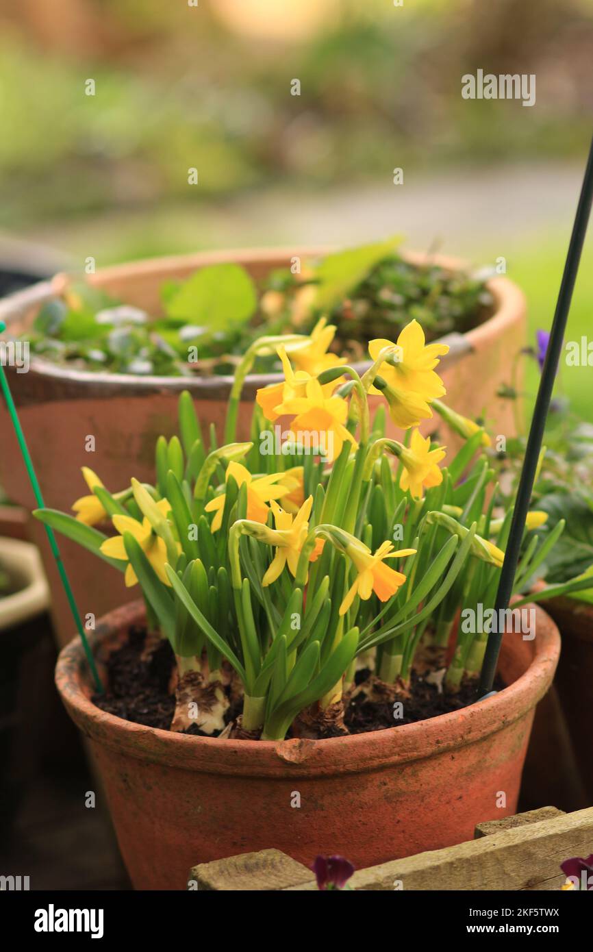Growing Narcissus In Containers