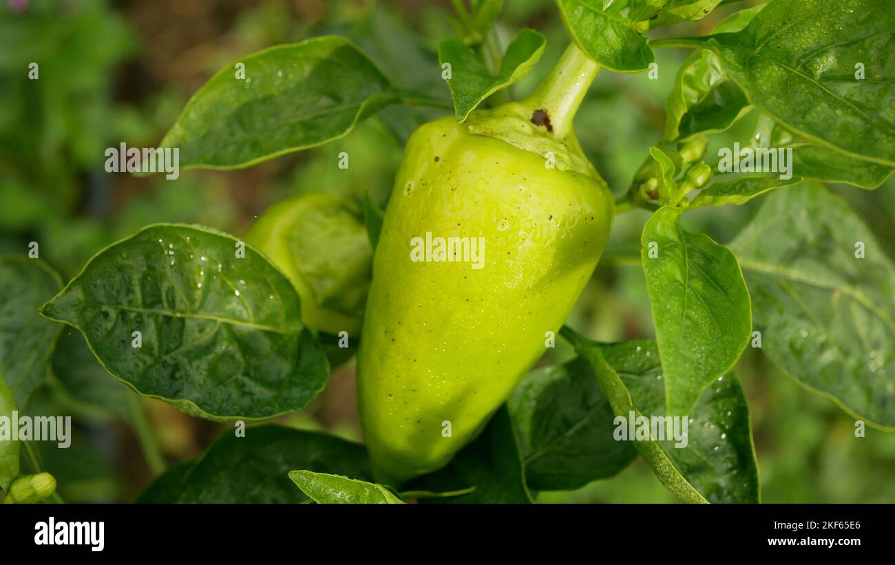 Pepper bio green capsicum annuum jalapeno farm ripe grow fresh plant