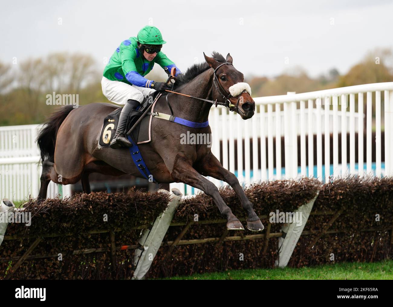 Ginny's destiny horse hi-res stock photography and images - Alamy