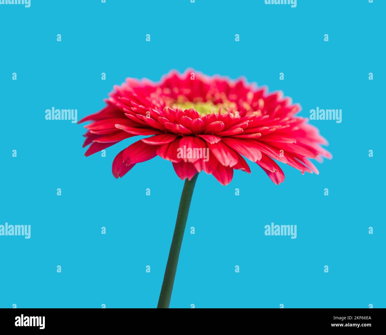 A red Gerbera against a blue background. Stock Photo