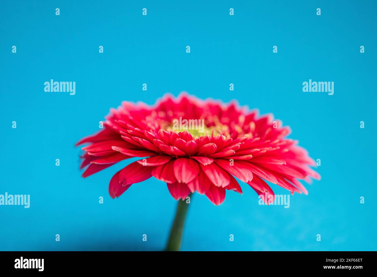 A red Gerbera against a blue background. Stock Photo