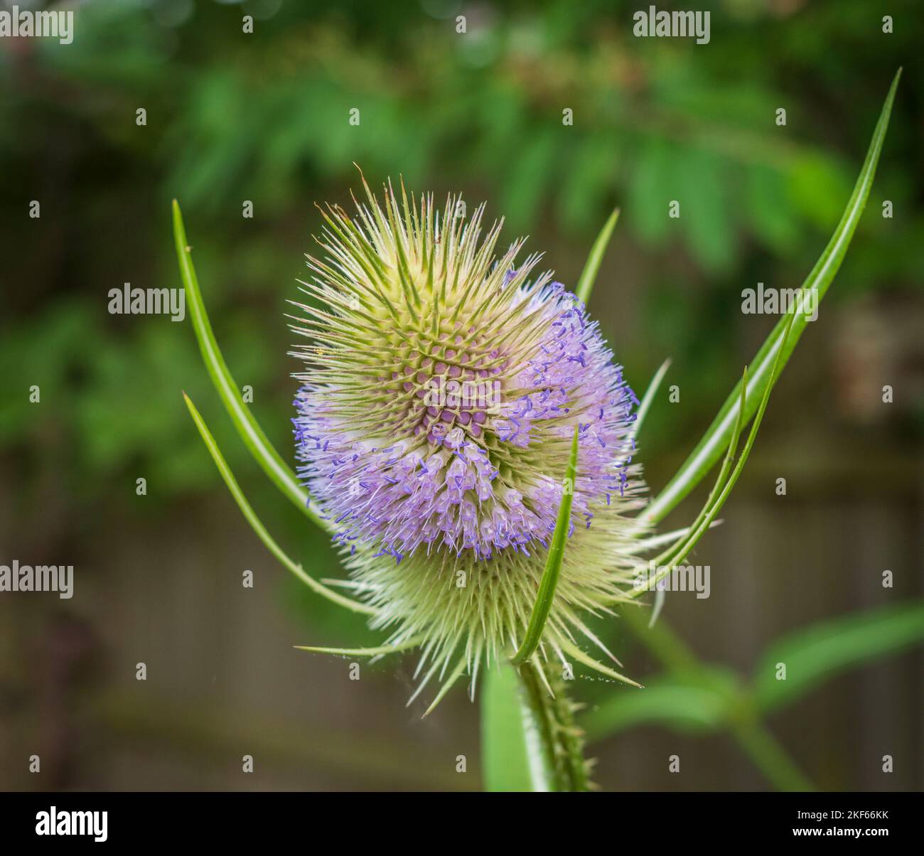Good pollinators hi-res stock photography and images - Alamy