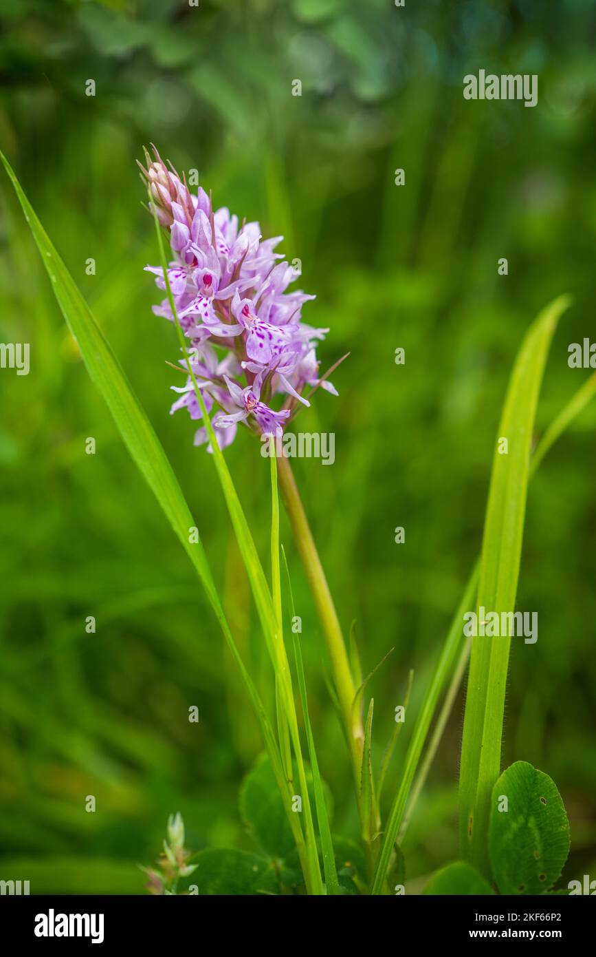 A Common Spotted orchid growing near a pond. Stock Photo
